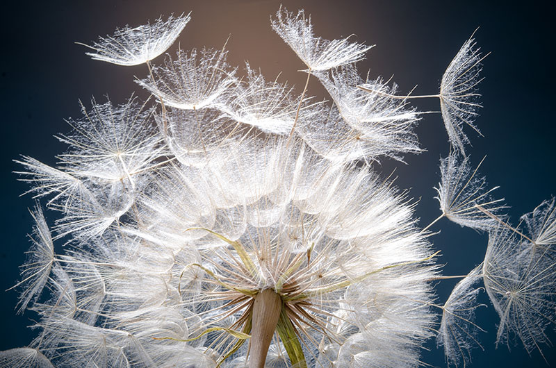 Dandelion seeds: Hopes, wishes and dreams: We fly away to fulfil